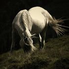 white horse