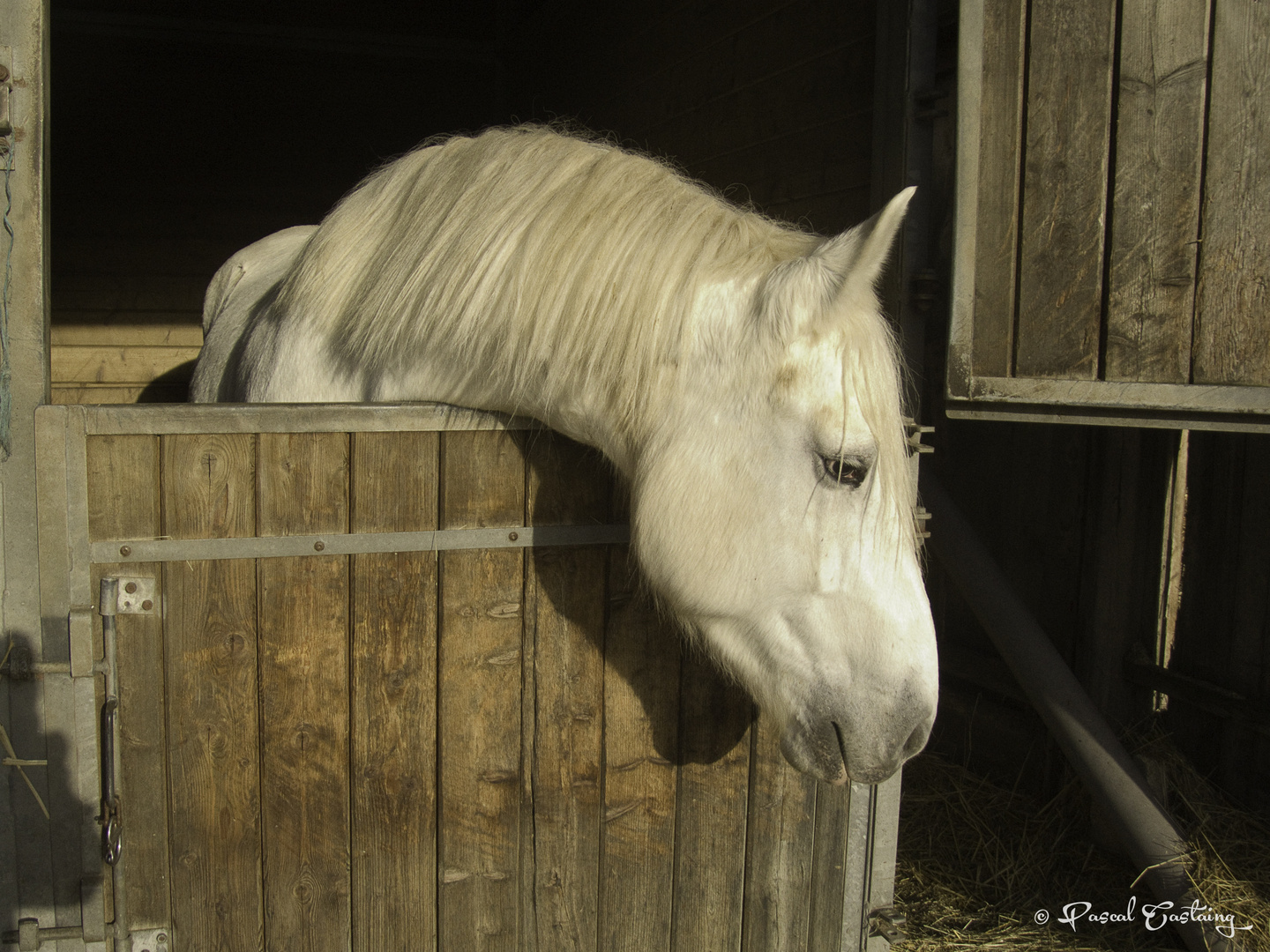 White horse