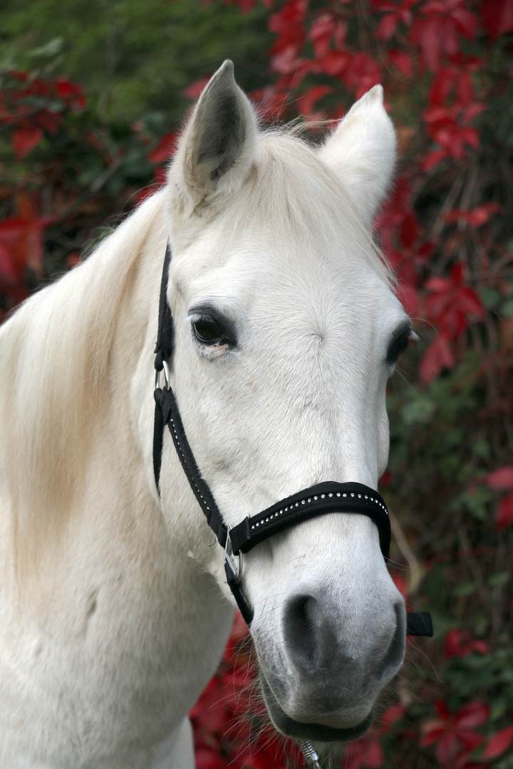 White Horse