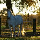 White Horse