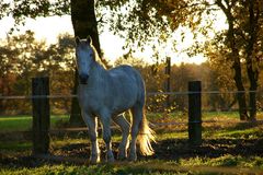 White Horse