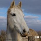 white horse.