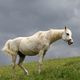 ~ white Horse ~