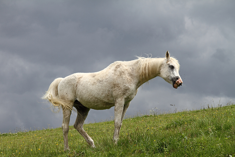 ~ white Horse ~