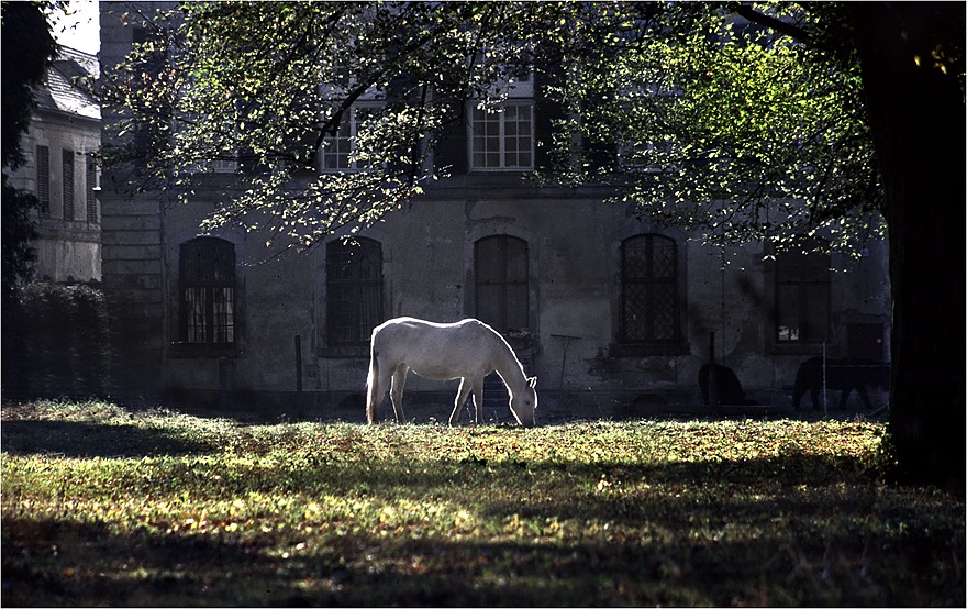 white horse