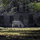 white horse