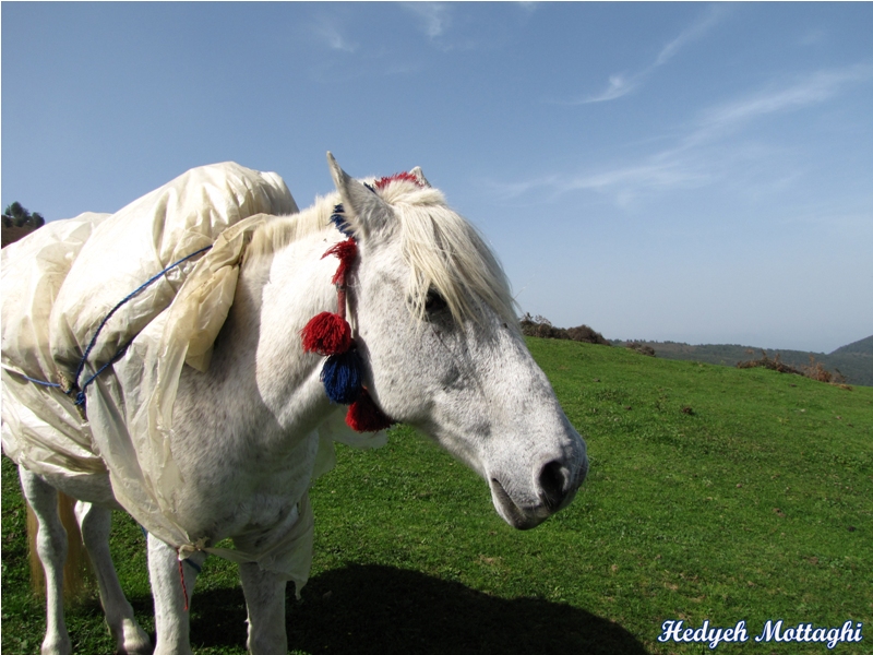 white horse