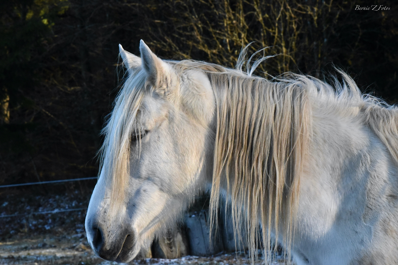 White horse