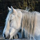 White horse