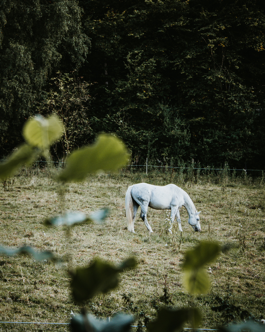 White Horse