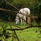 White horse grazing