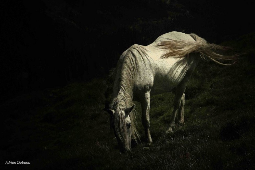 white horse II