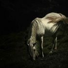 white horse II