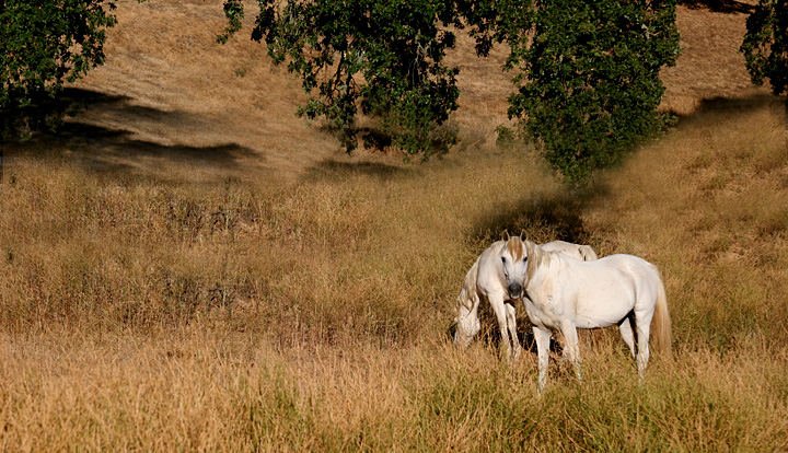 White Horses