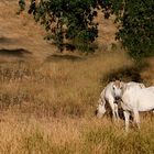 White Horses