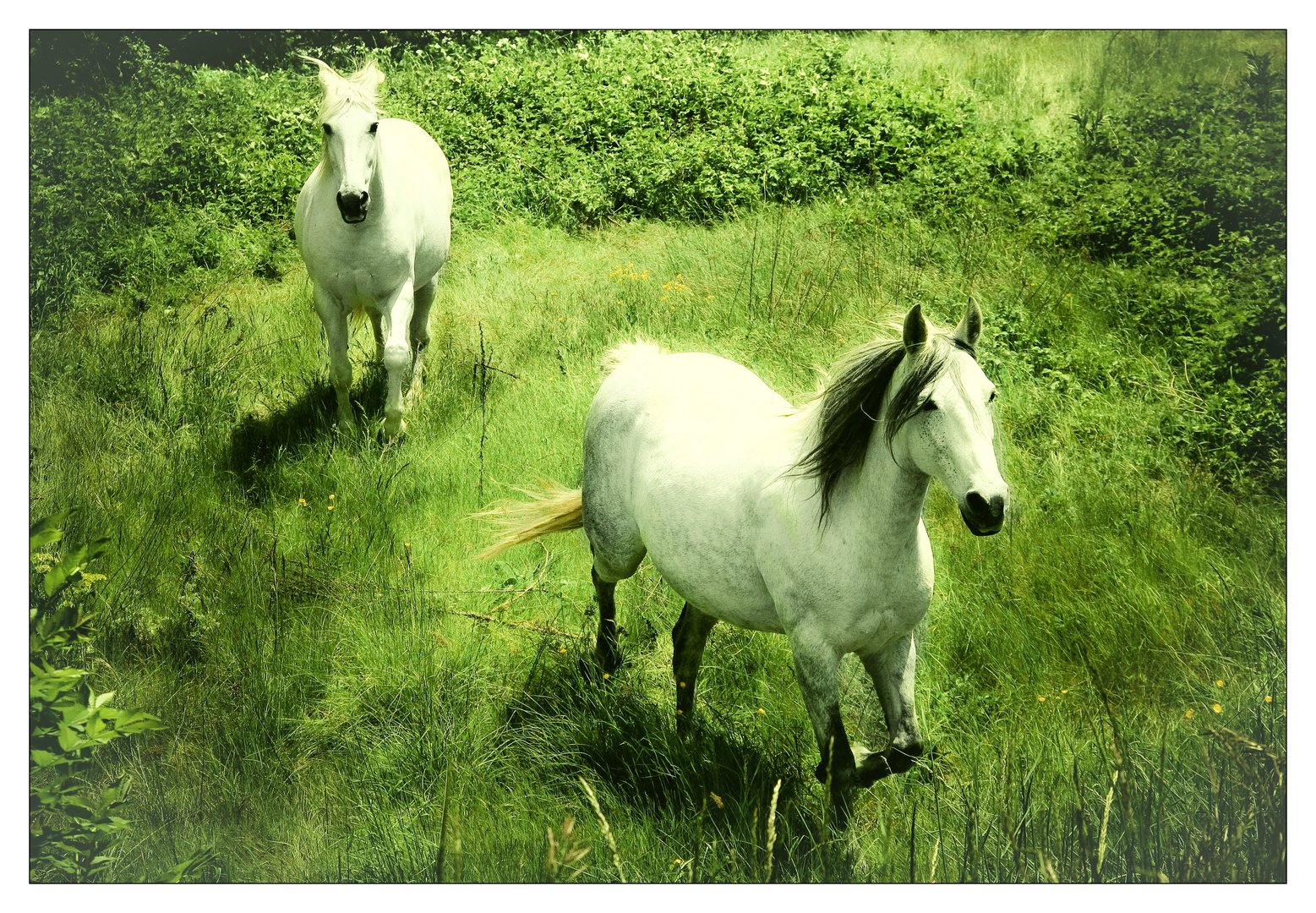 White Horses