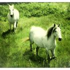 White Horses