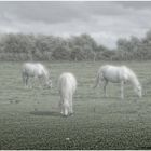 white horses