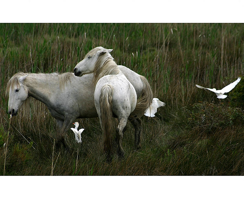 ***white horses and white birds***