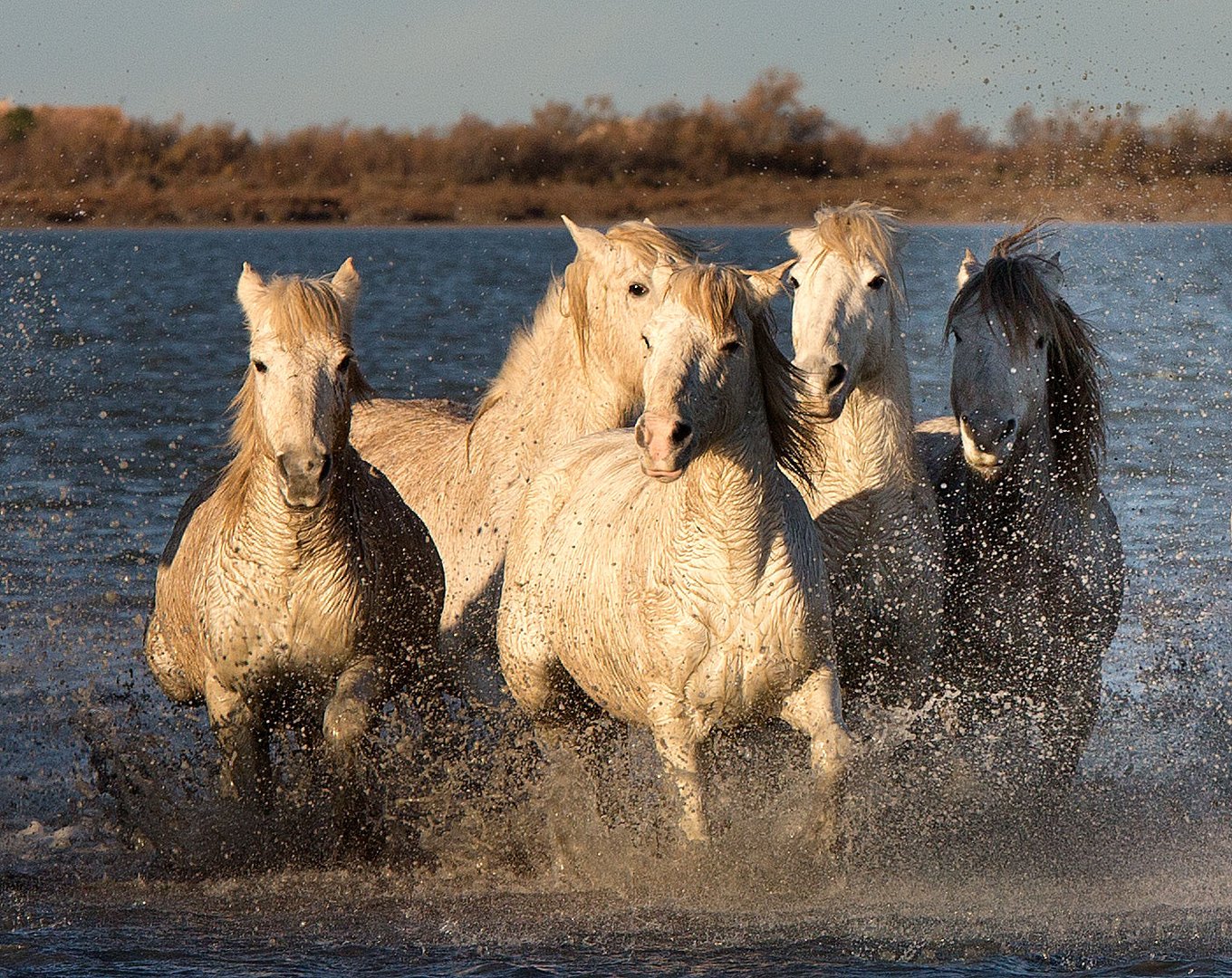 white horses