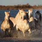 white horses