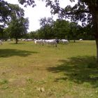 white horses in Lipica slovenia 2007