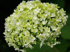 White Hortensia