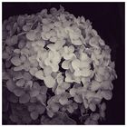 White hortensia