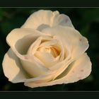 white hot rose