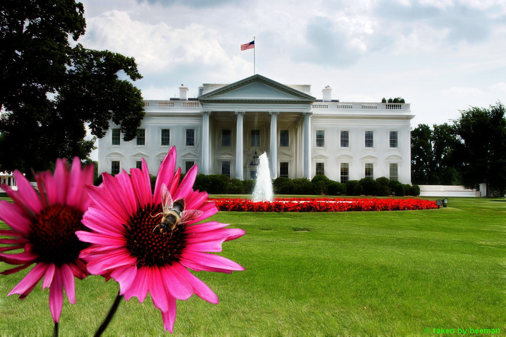 White House with flower and insect!