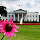 White House with flower and insect!