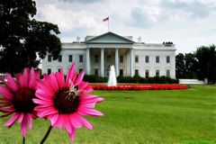 White House with flower and insect!