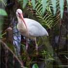 White Ibis