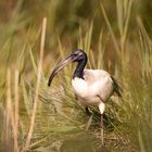 White Ibis