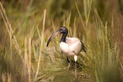 White Ibis