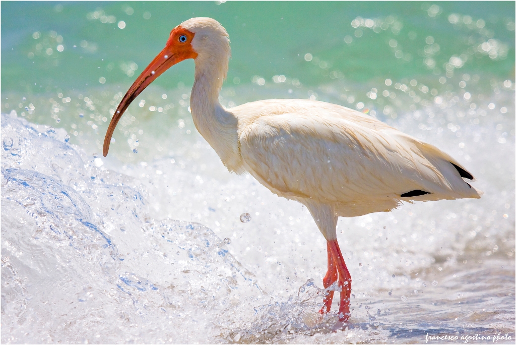 White Ibis