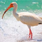 White Ibis