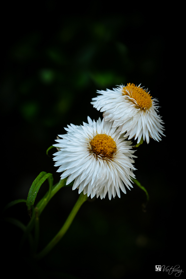 White immortelle #1