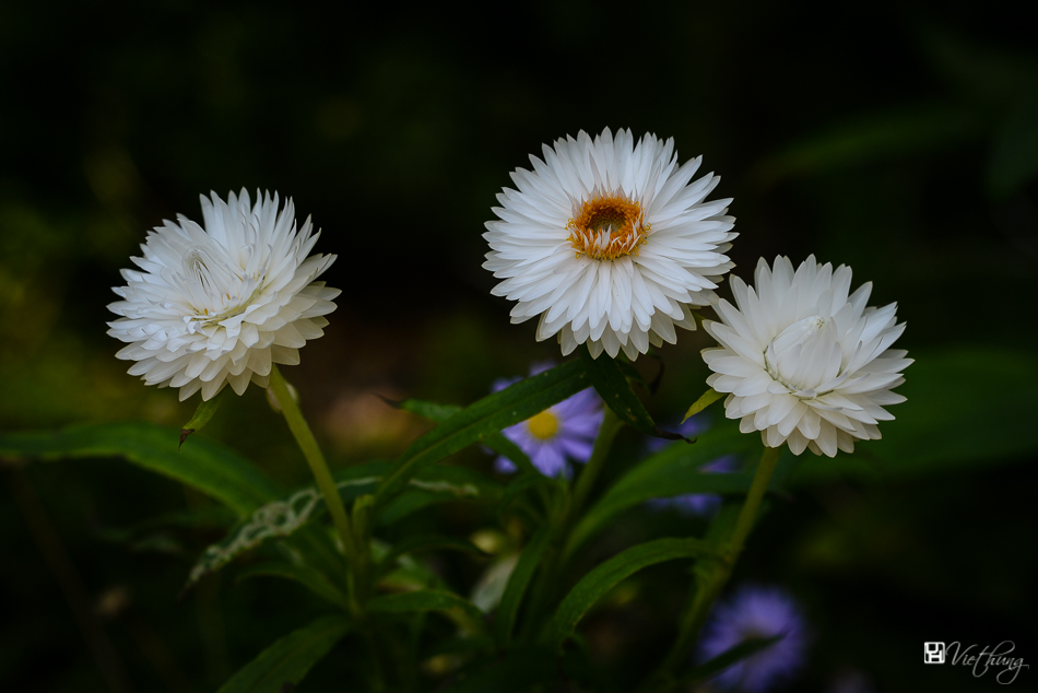 White immortelle #2