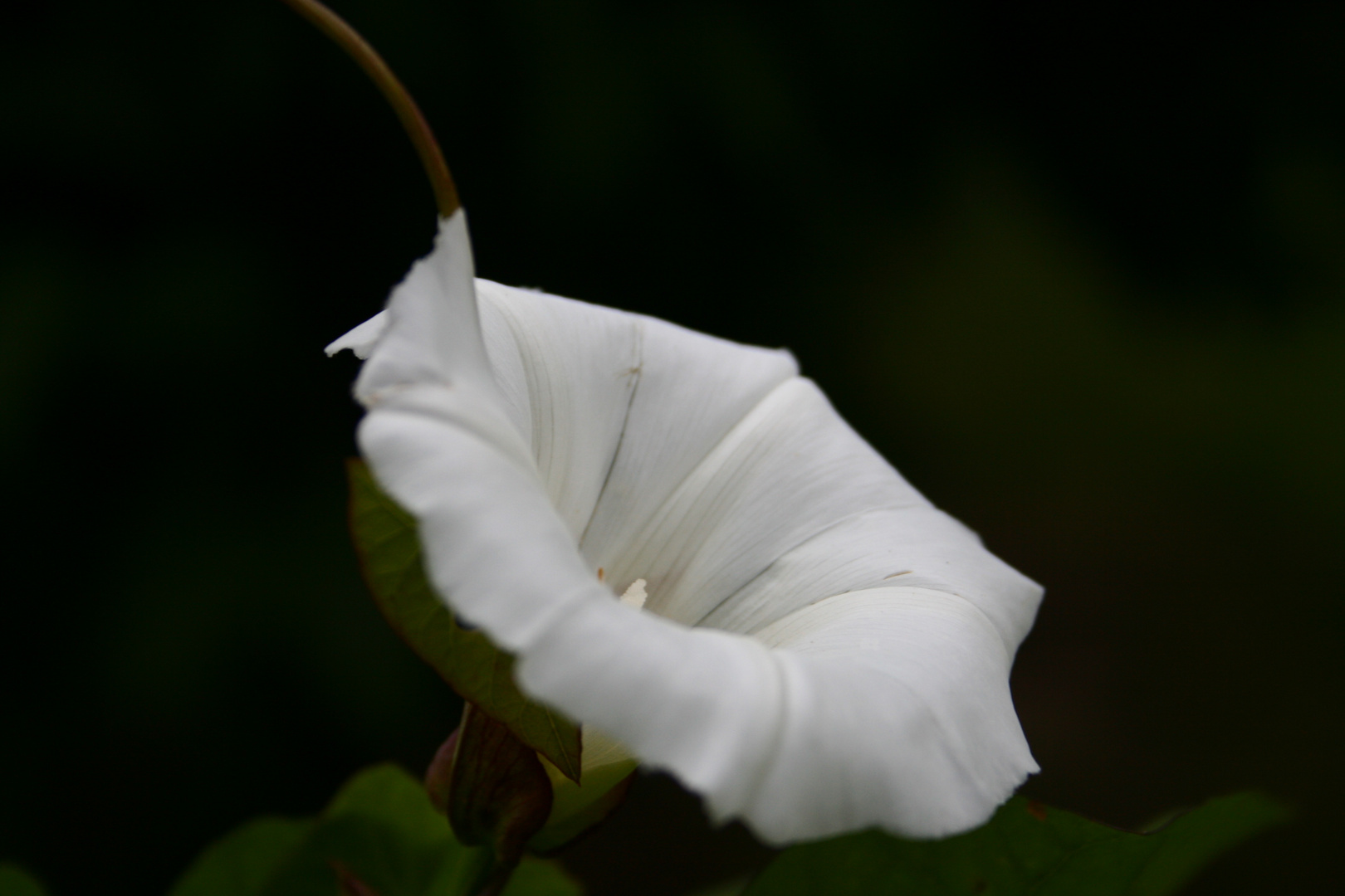 White in Black