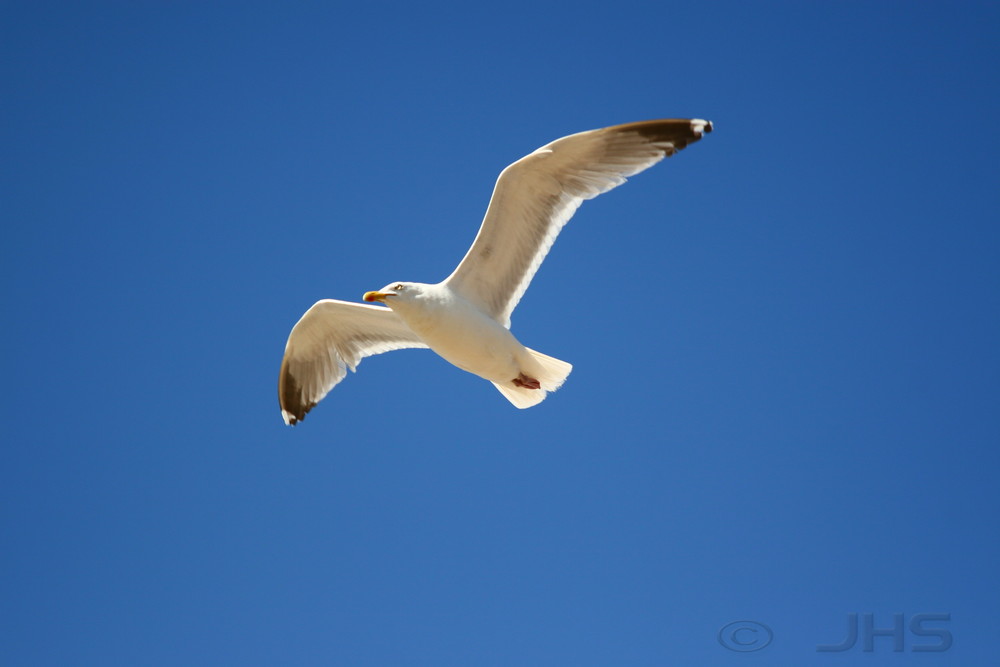 white in blue