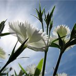 White in Light