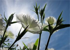 White in Light