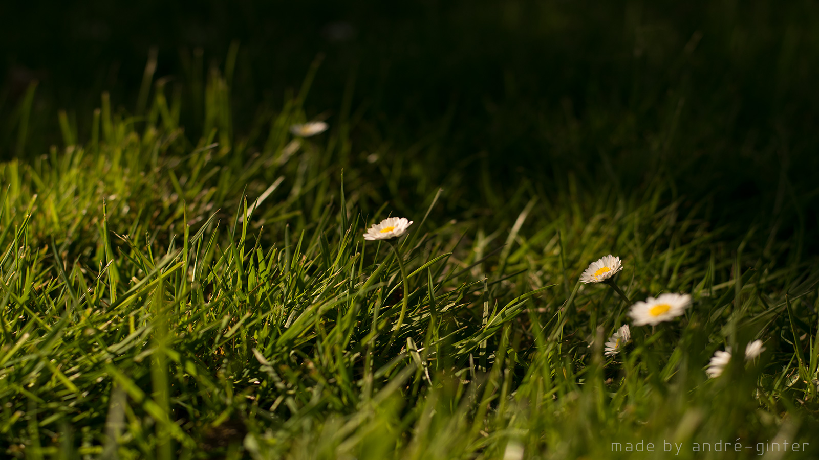 White in the Dark