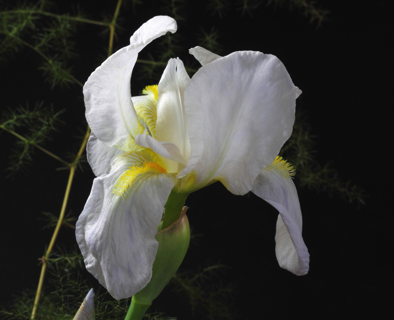 White Iris