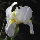 White Iris