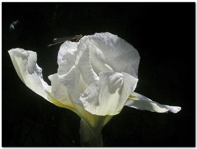 white iris