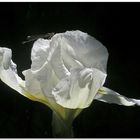 white iris