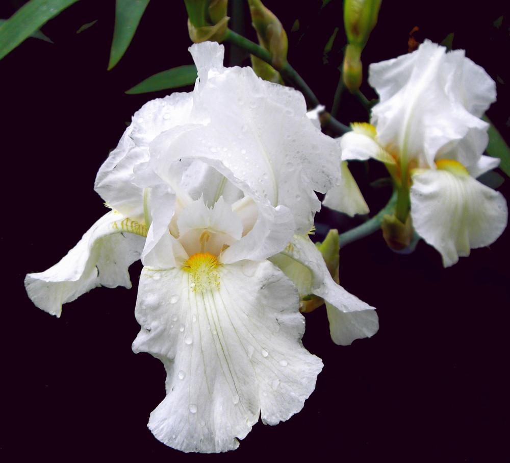 White Iris