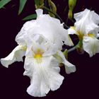 White Iris